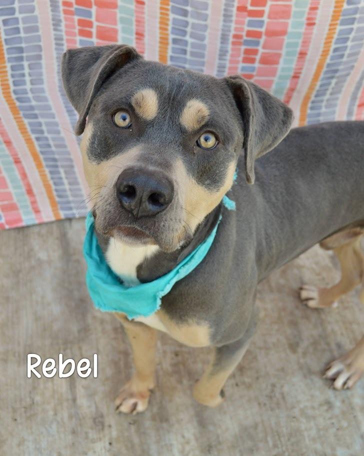 Enlarge Rebel, a Adoptable mixed breed in Gautier, MS image 1/2