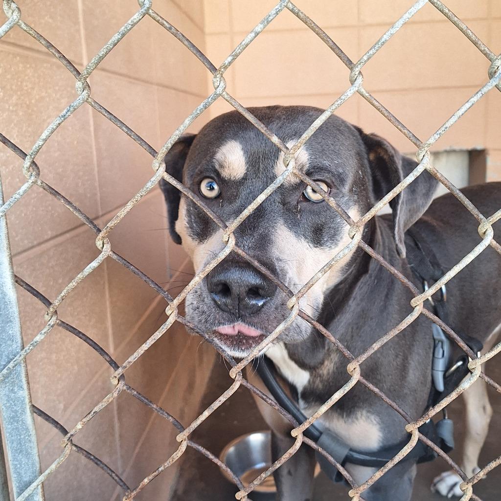 Enlarge Rebel, a Adoptable mixed breed in Gautier, MS image 2/2