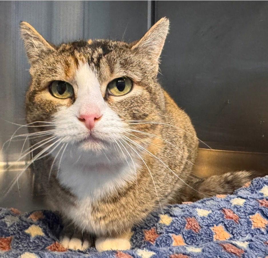 Haddie, Adoptable, Adult Female Domestic Short Hair.