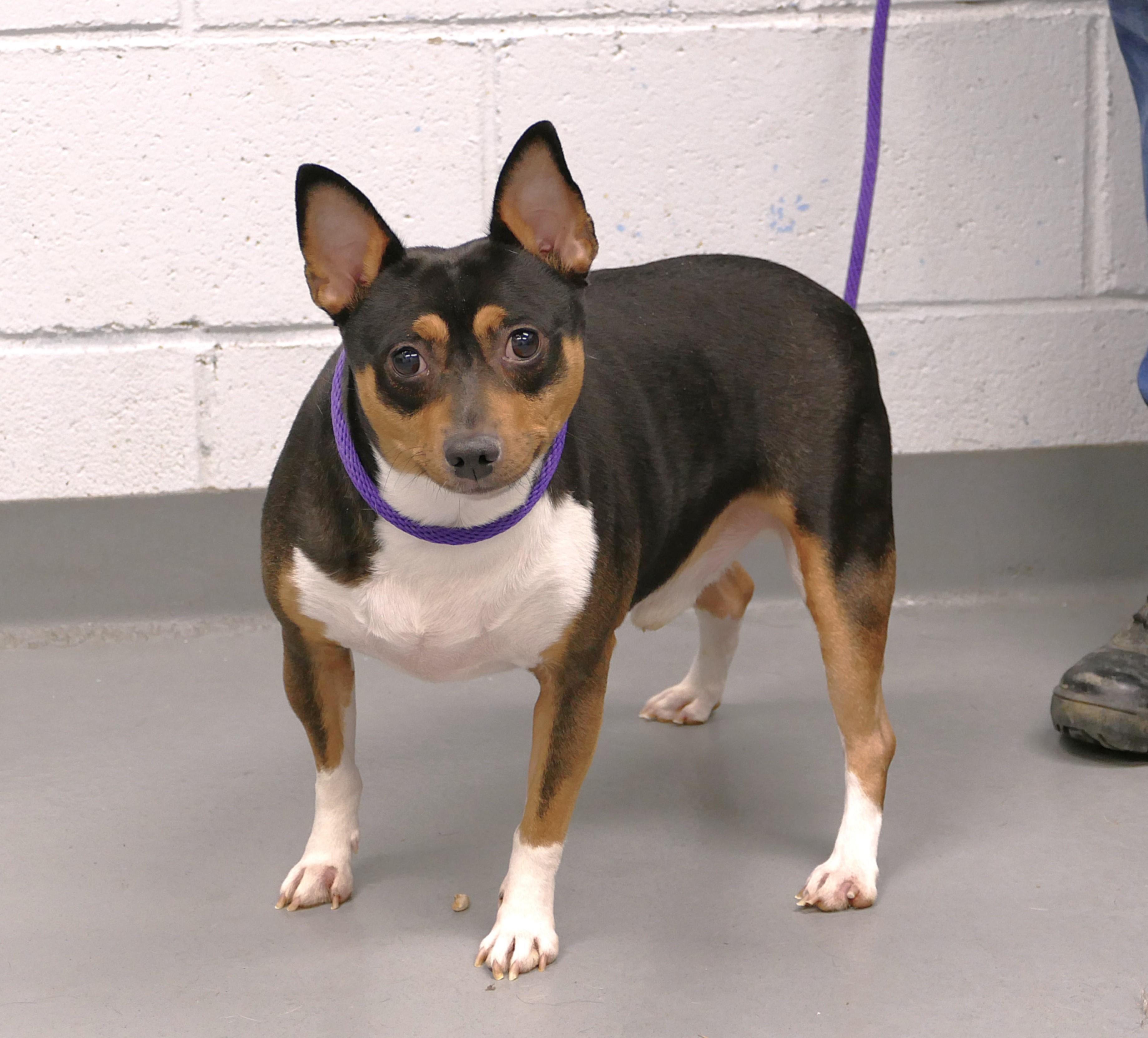 Enlarge BROWNIE, a ADOPTABLE Rat Terrier in Beechbottom, WV image 3/3