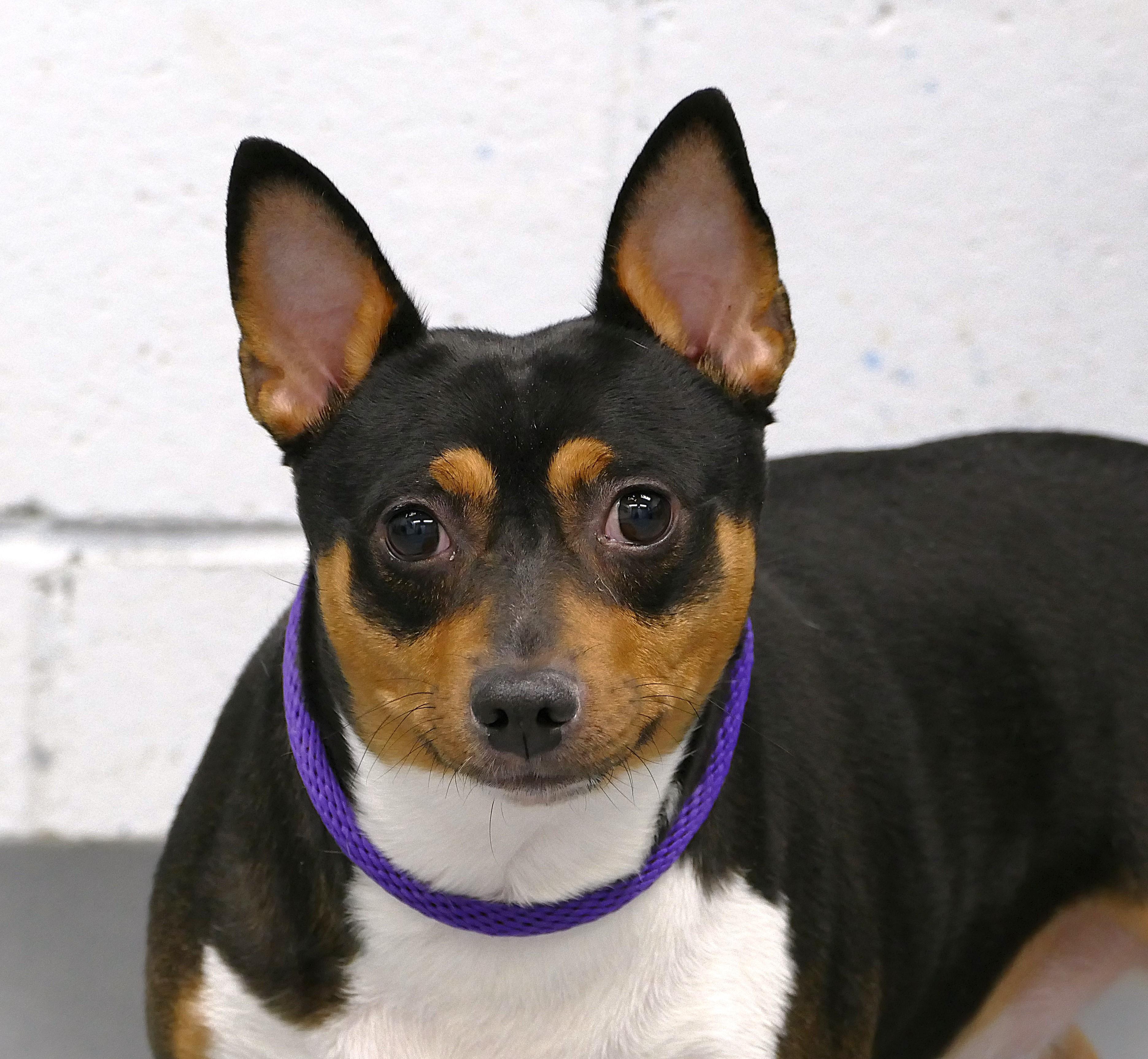 Enlarge BROWNIE, a ADOPTABLE Rat Terrier in Beechbottom, WV image 1/3