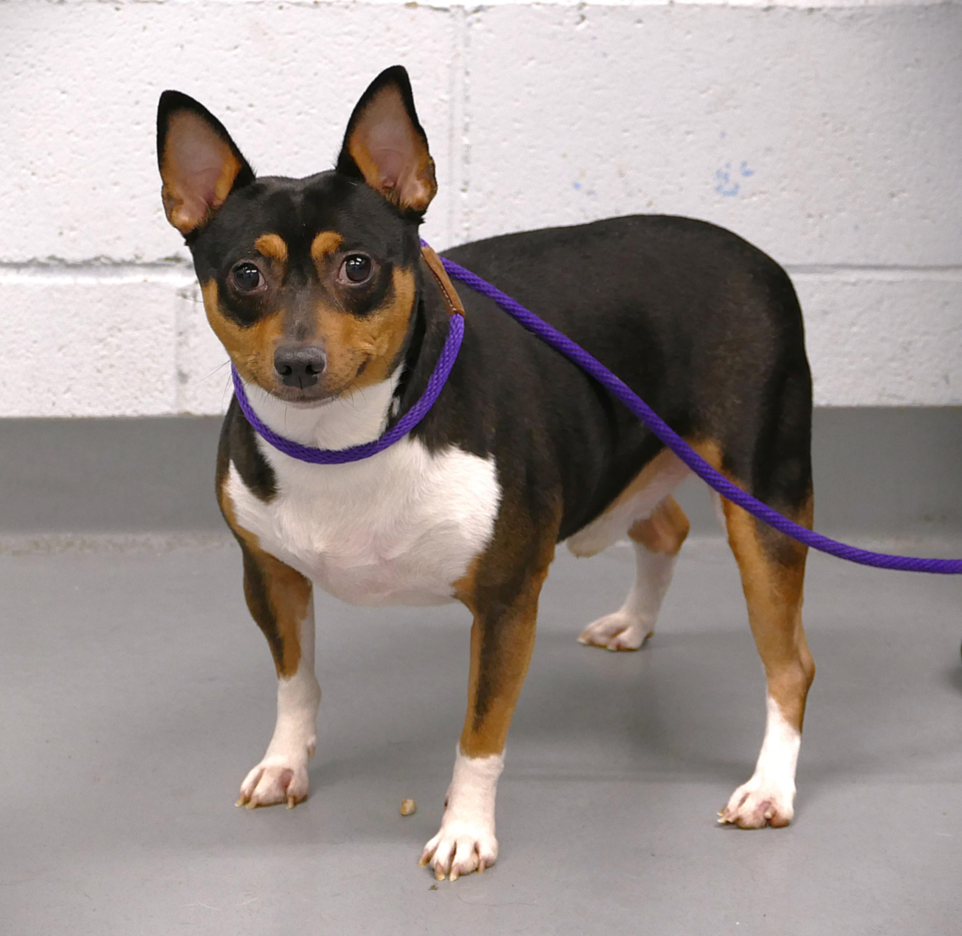 Enlarge BROWNIE, a ADOPTABLE Rat Terrier in Beechbottom, WV image 2/3