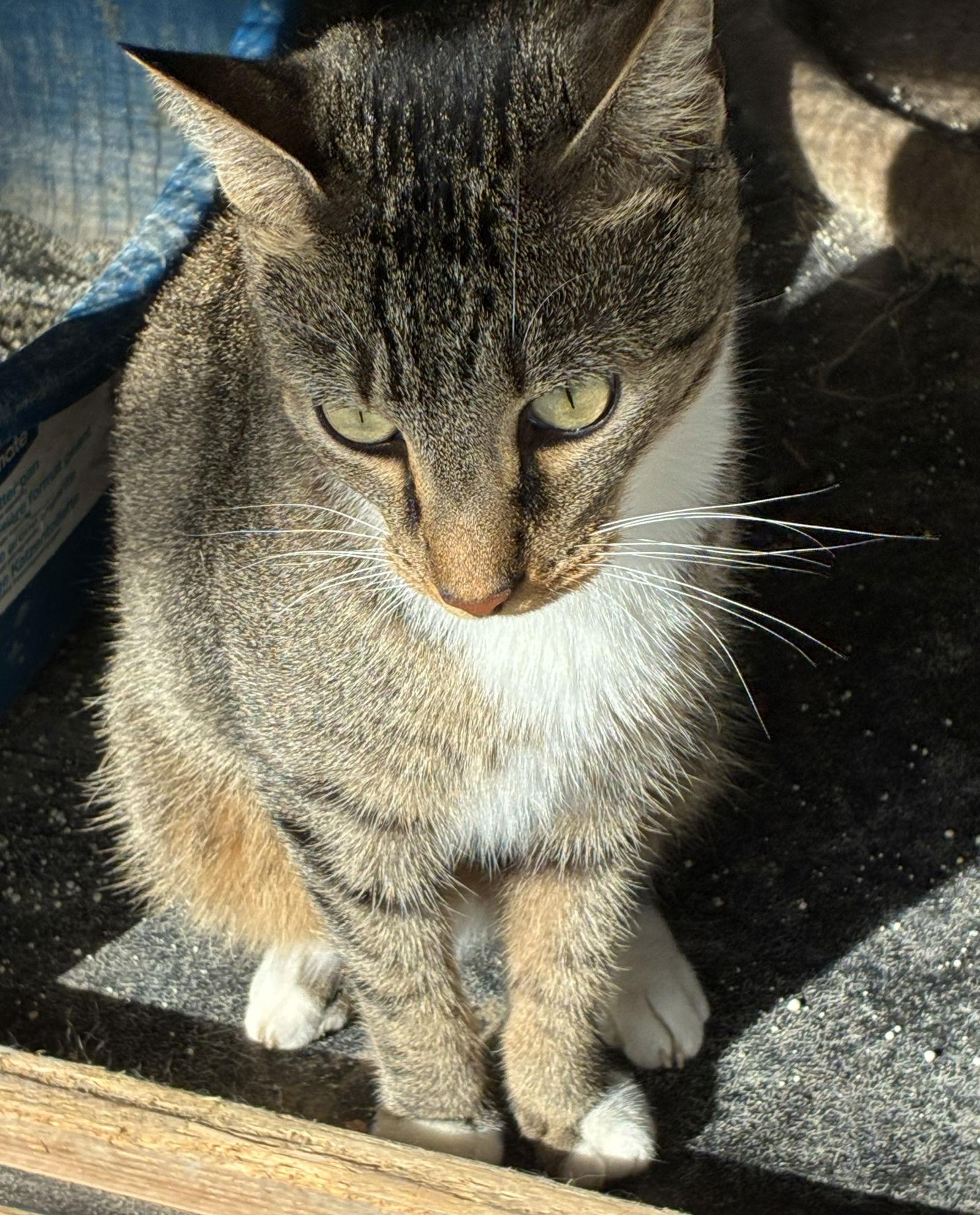 Pecan, Adoptable, Adult Male Domestic Short Hair.