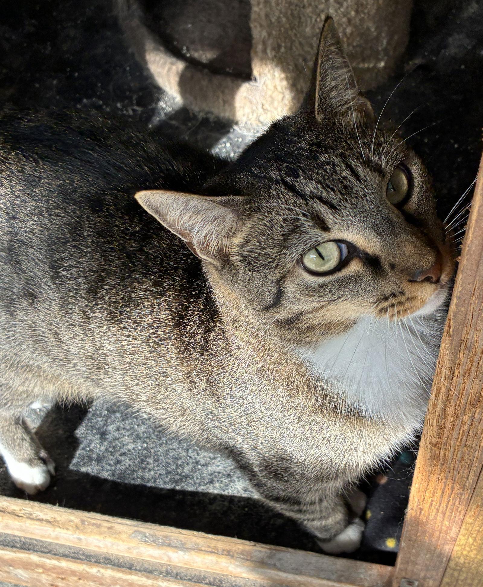 Enlarge Pecan, a Adoptable Domestic Short Hair in Oviedo, FL image 2/3