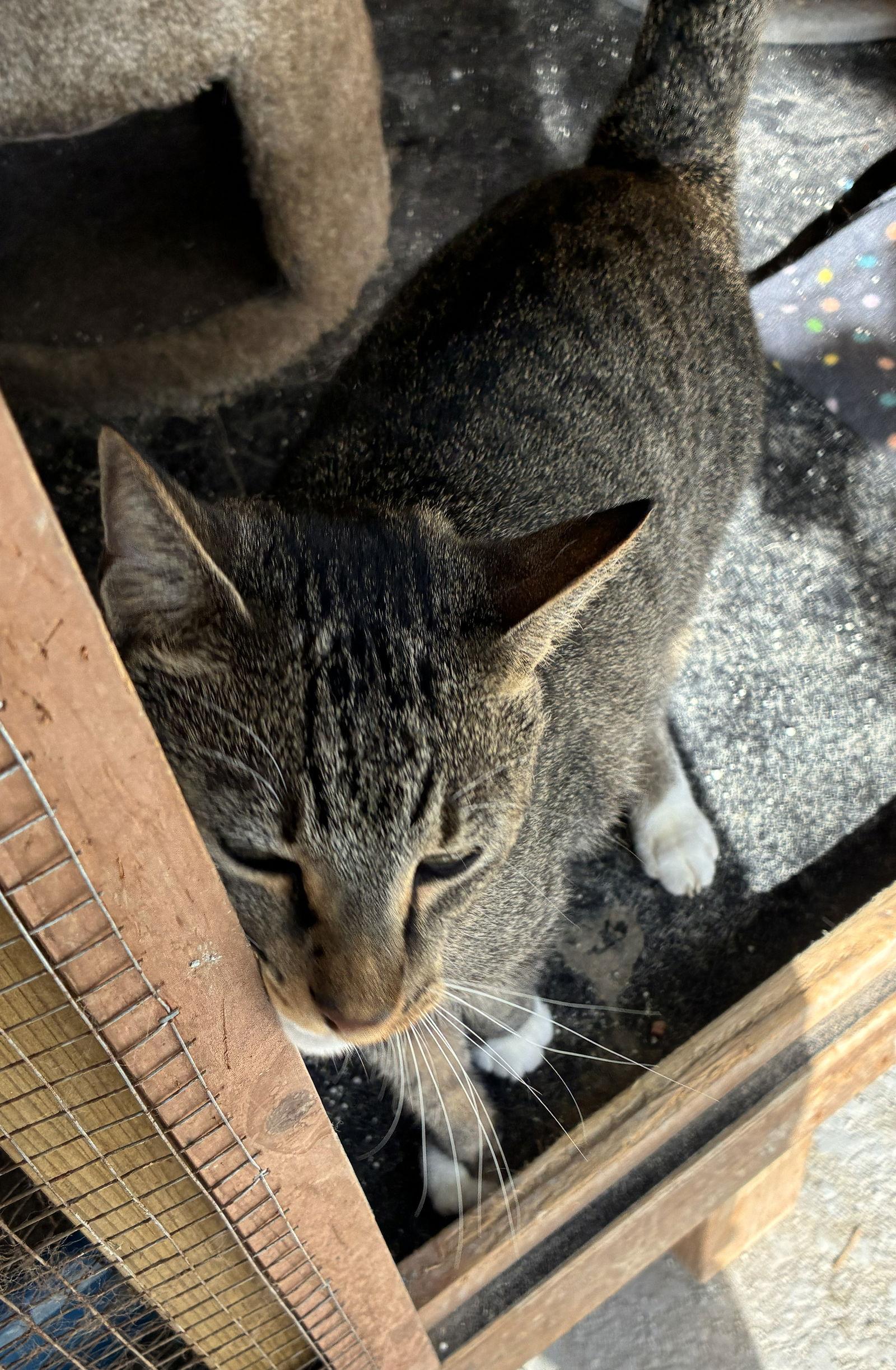 Enlarge Pecan, a Adoptable Domestic Short Hair in Oviedo, FL image 3/3