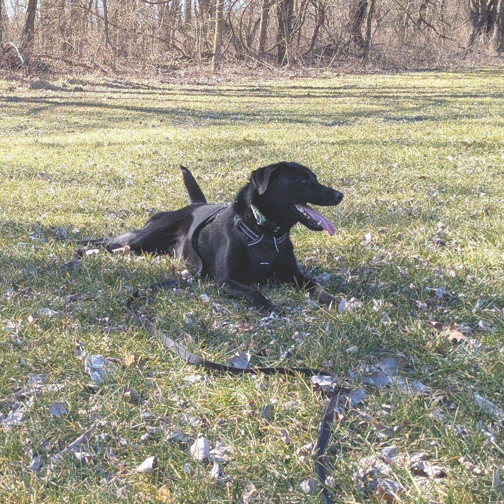 Lil Head Lenny, Adoptable, Adult Male Black Labrador Retriever & Mixed Breed.