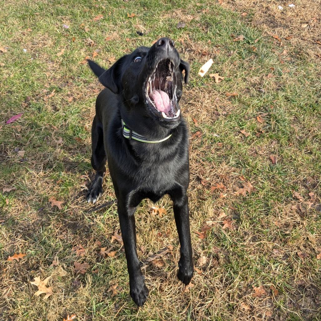 Lil Head Lenny, a Adoptable mixed breed in Warrensburg, MO image 2/6