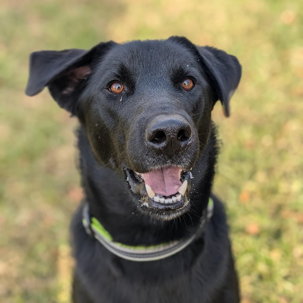 Lil Head Lenny, a Adoptable mixed breed in Warrensburg, MO image 3/6