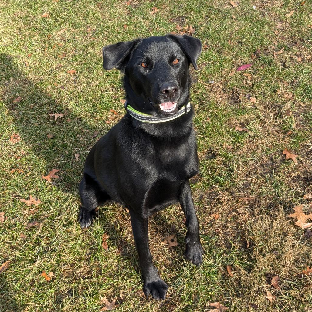 Lil Head Lenny, a Adoptable mixed breed in Warrensburg, MO image 4/6