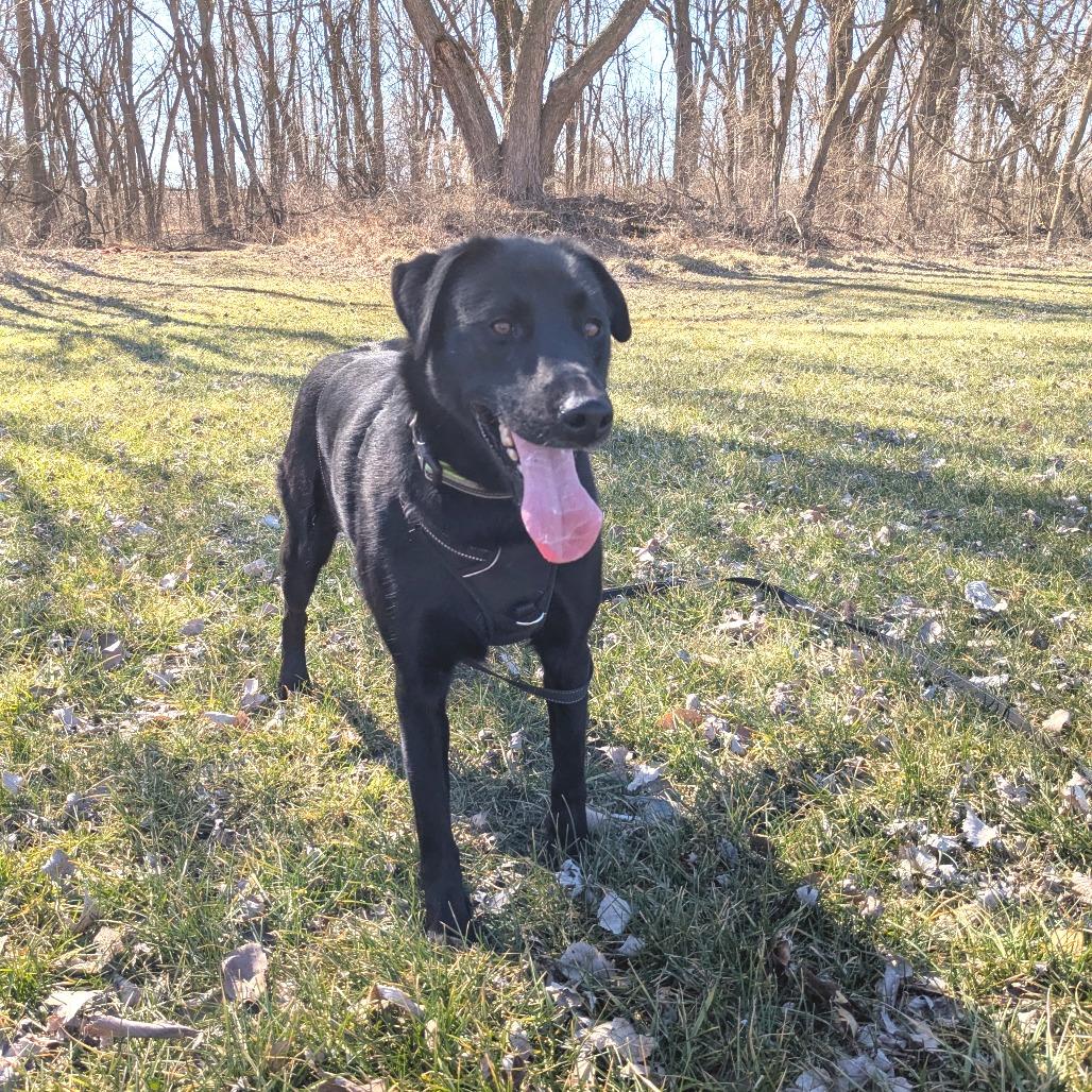 Lil Head Lenny, a Adoptable mixed breed in Warrensburg, MO image 5/6