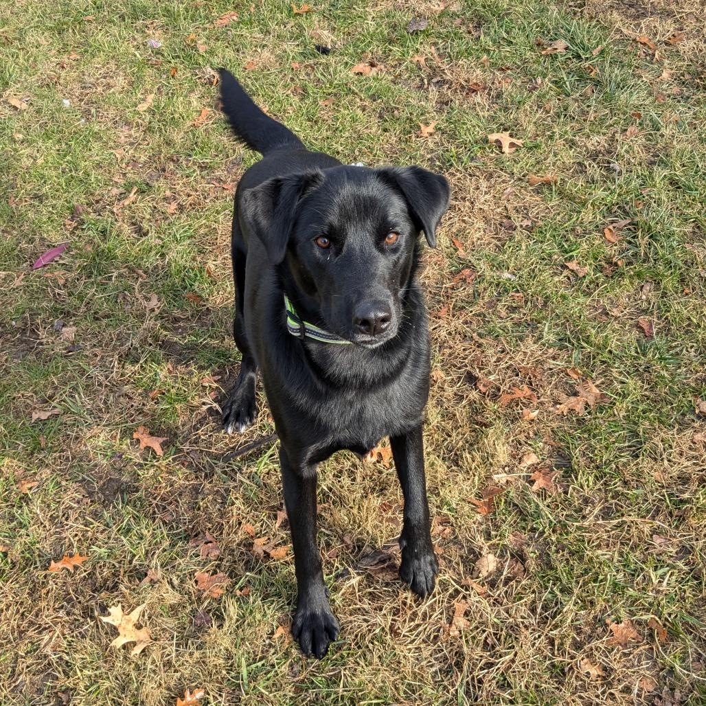 Lil Head Lenny, a Adoptable mixed breed in Warrensburg, MO image 6/6