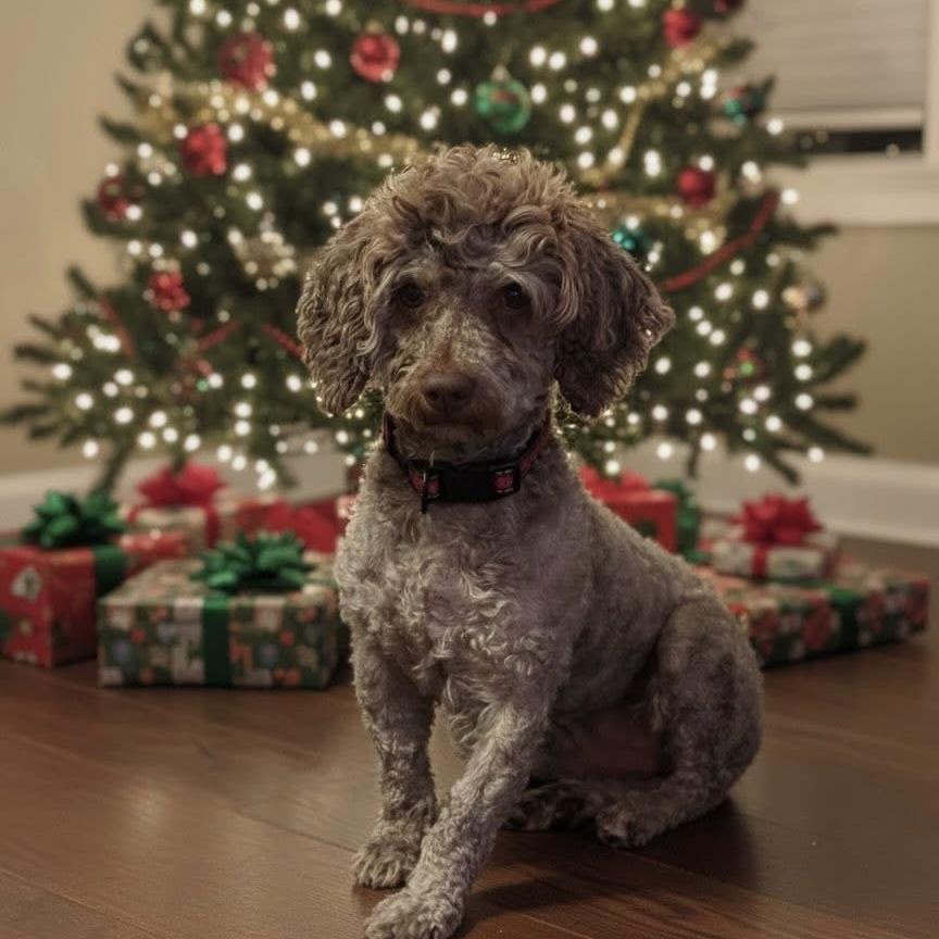 Figgy, adoptable, Adult Male Miniature Poodle.