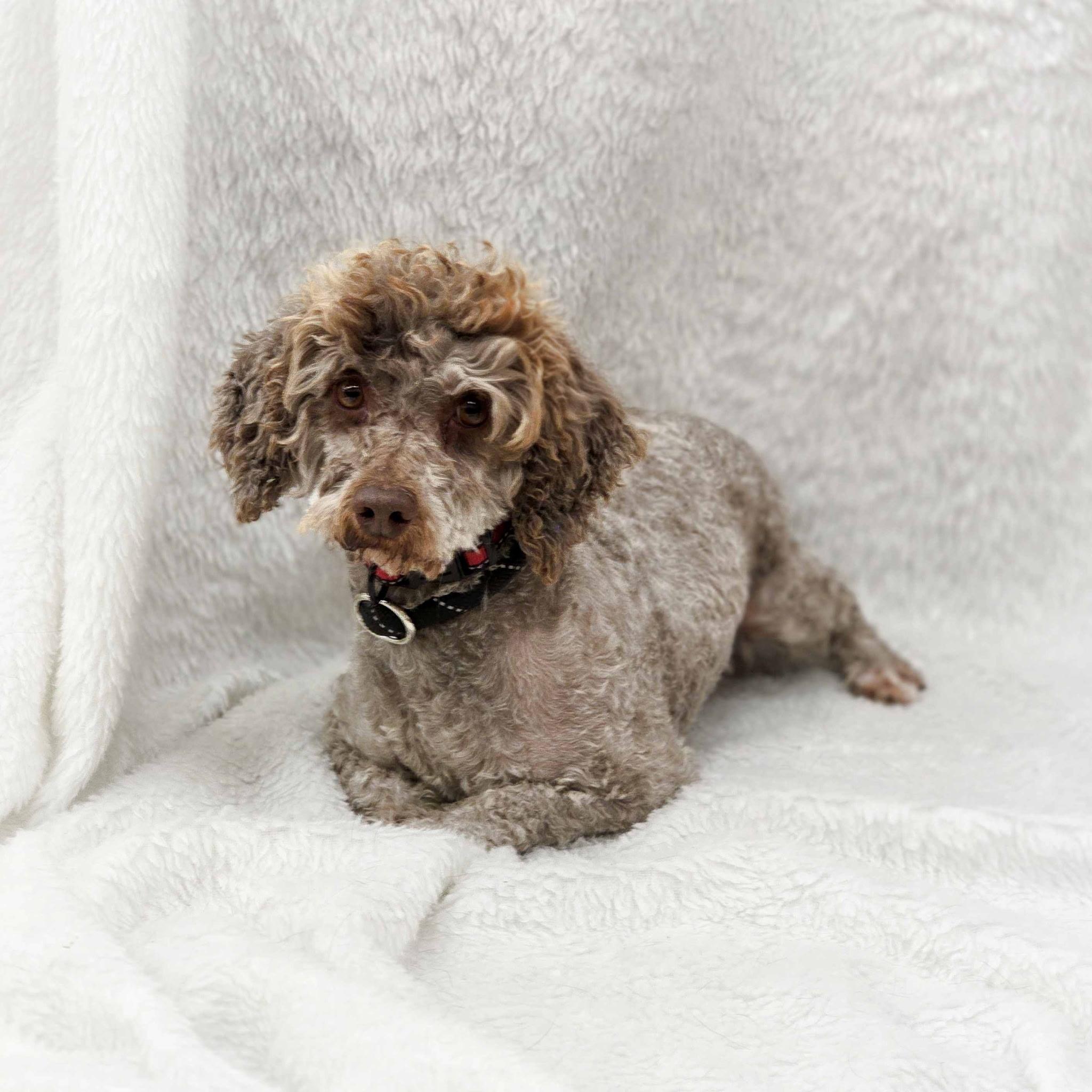 Enlarge Figgy, an adoptable mixed breed in Itasca, IL image 2/6