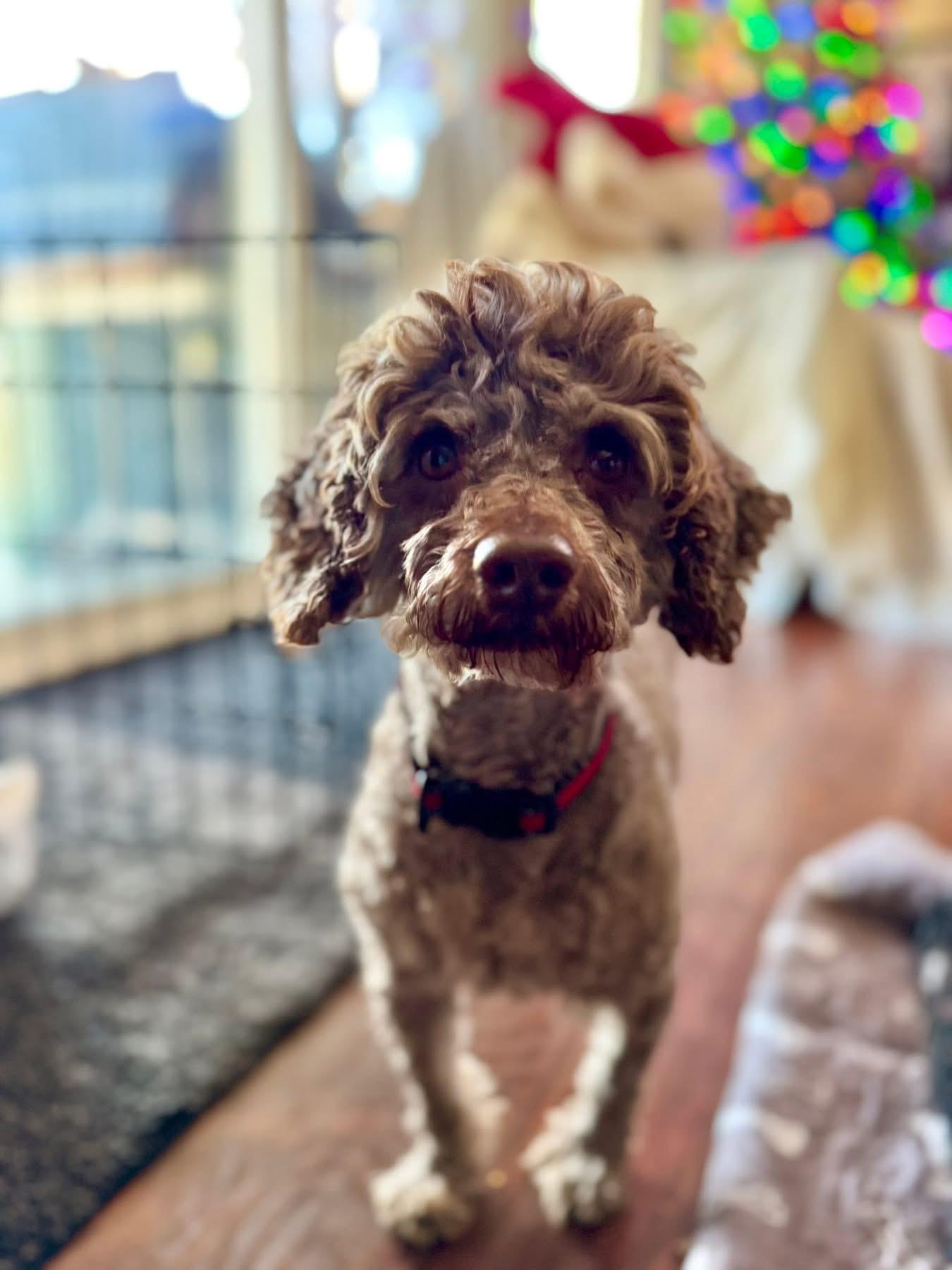 Enlarge Figgy, an adoptable mixed breed in Itasca, IL image 5/6