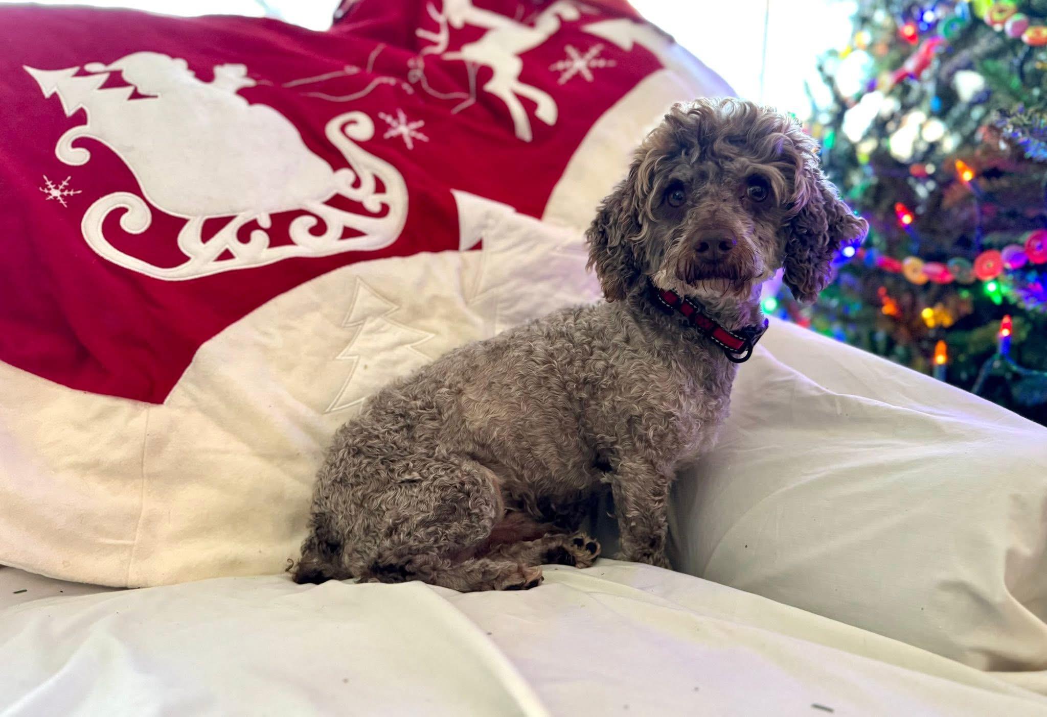 Enlarge Figgy, an adoptable mixed breed in Itasca, IL image 6/6