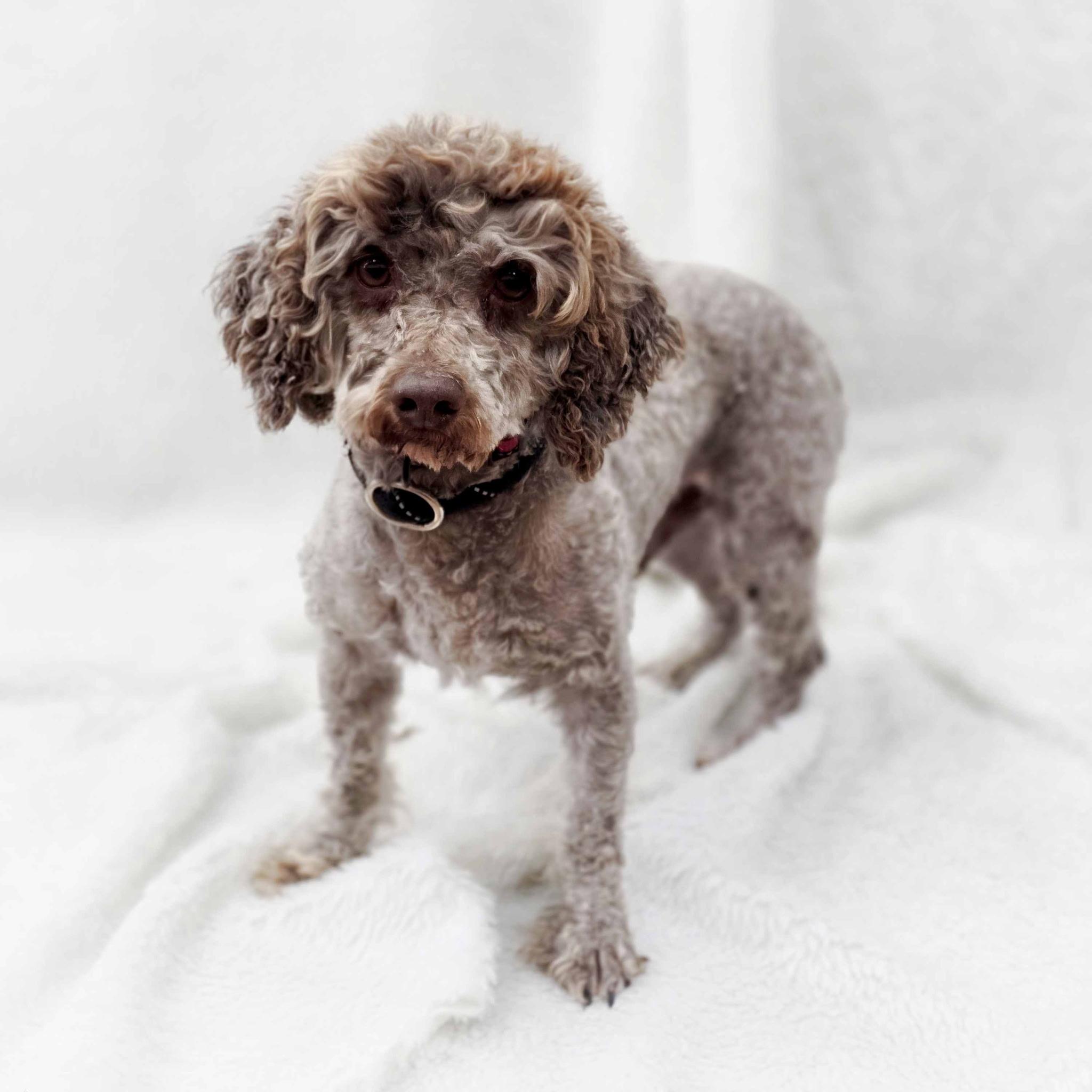 Enlarge Figgy, an adoptable mixed breed in Itasca, IL image 3/6