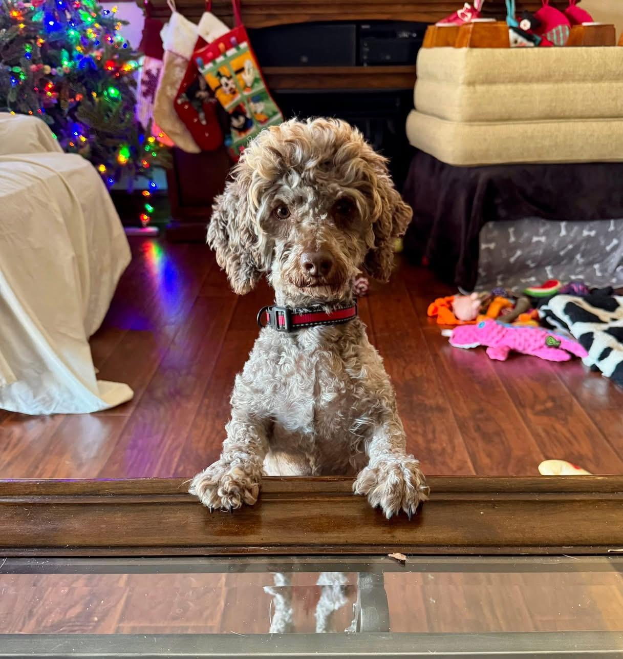 Enlarge Figgy, an adoptable mixed breed in Itasca, IL image 4/6