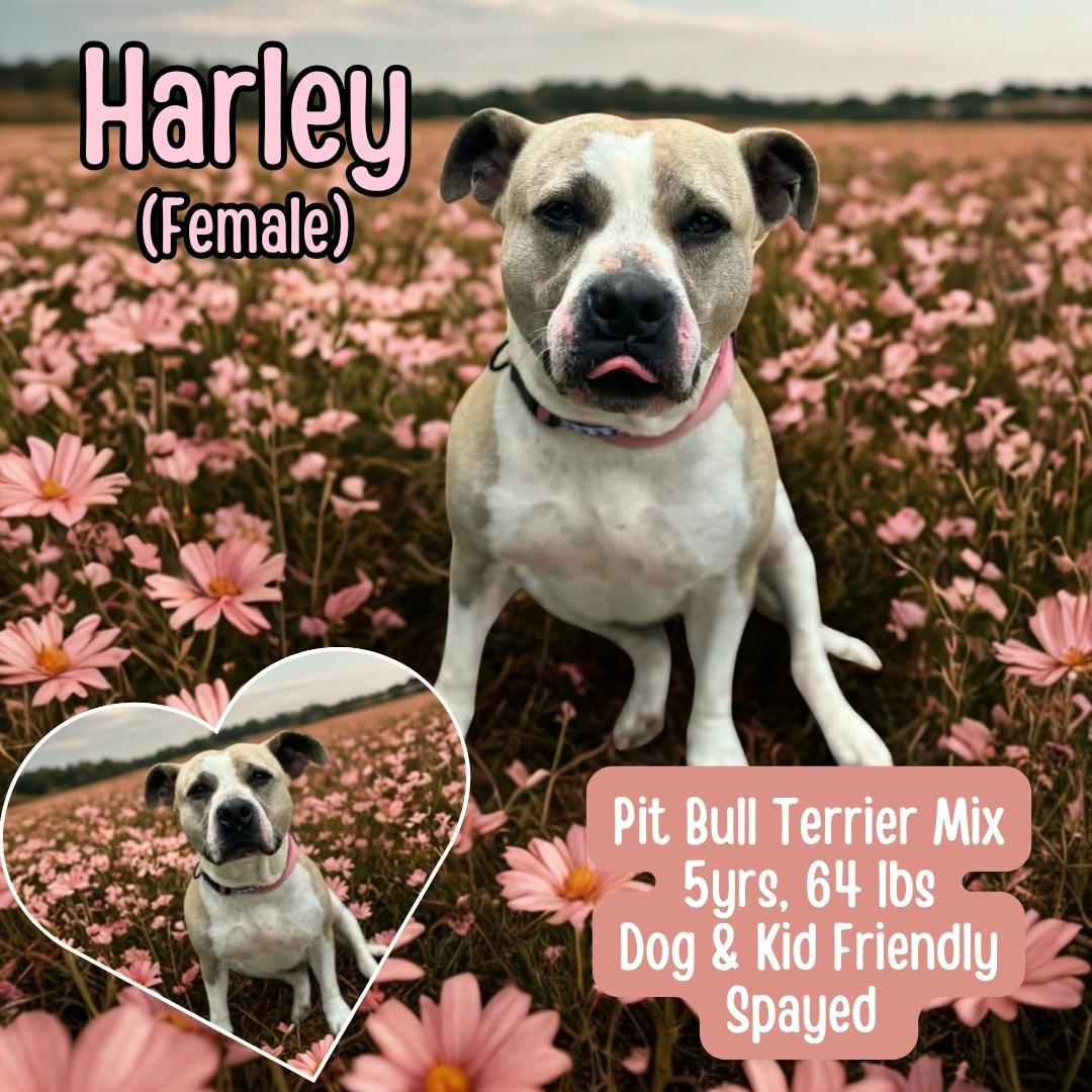 Enlarge Harley, a ADOPTABLE mixed breed in Lancaster, KY image 1/2