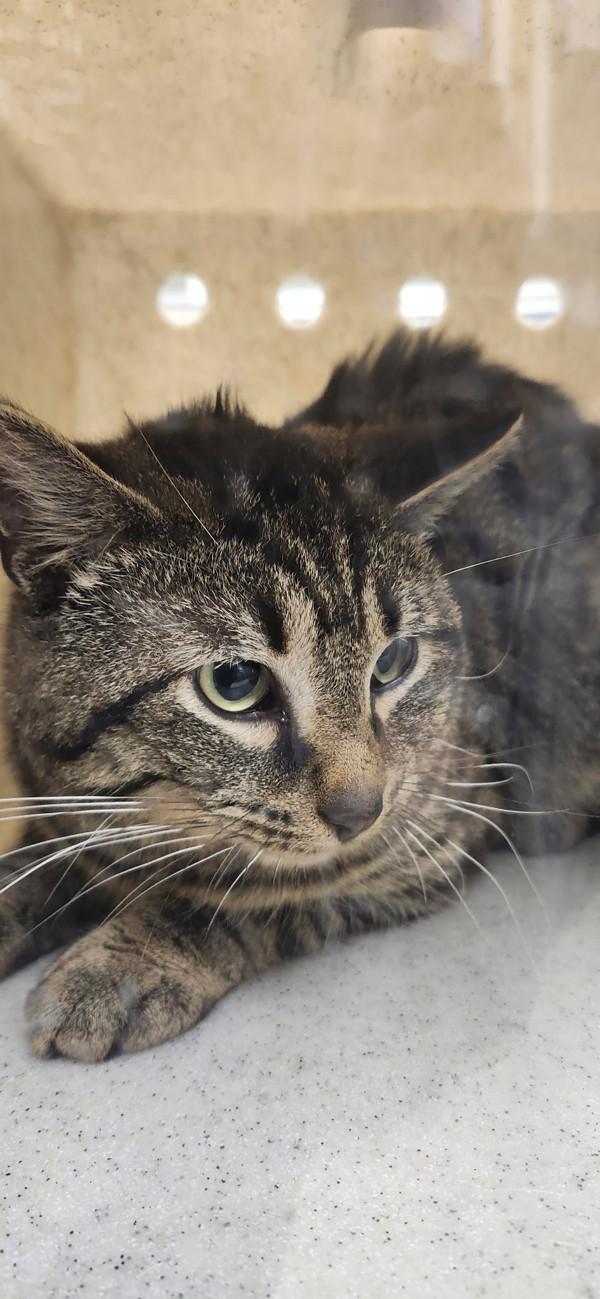 Tom Baker, Adoptable, Young Male Domestic Short Hair.