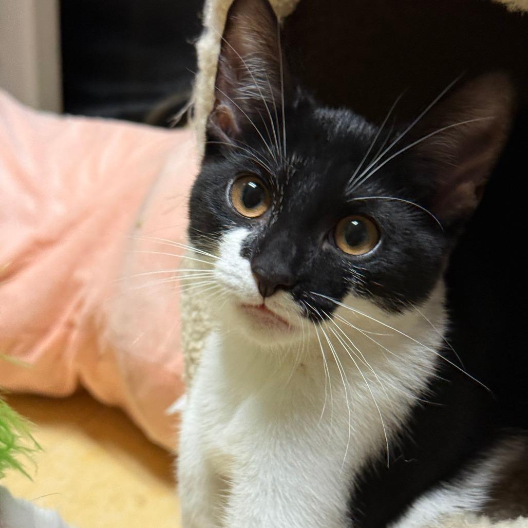 Jovi, Adoptable, Kitten Female Domestic Short Hair.