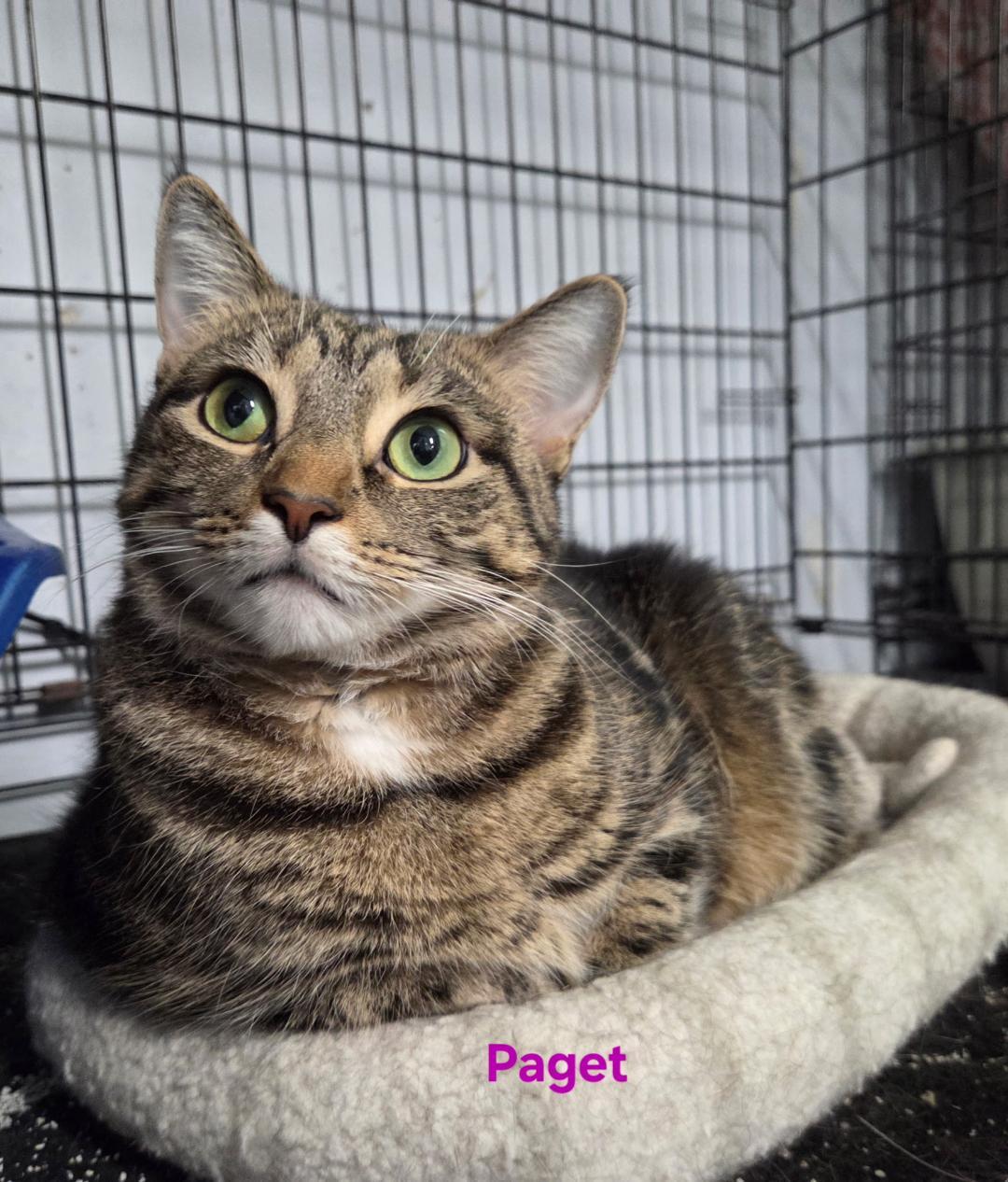 Paget, a Adoptable mixed breed in Whitewater, WI image 1/6