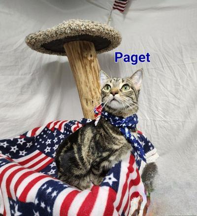 Paget, a Adoptable mixed breed in Whitewater, WI image 3/6