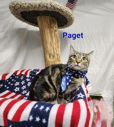 Paget, a Adoptable mixed breed in Whitewater, WI image 6/6