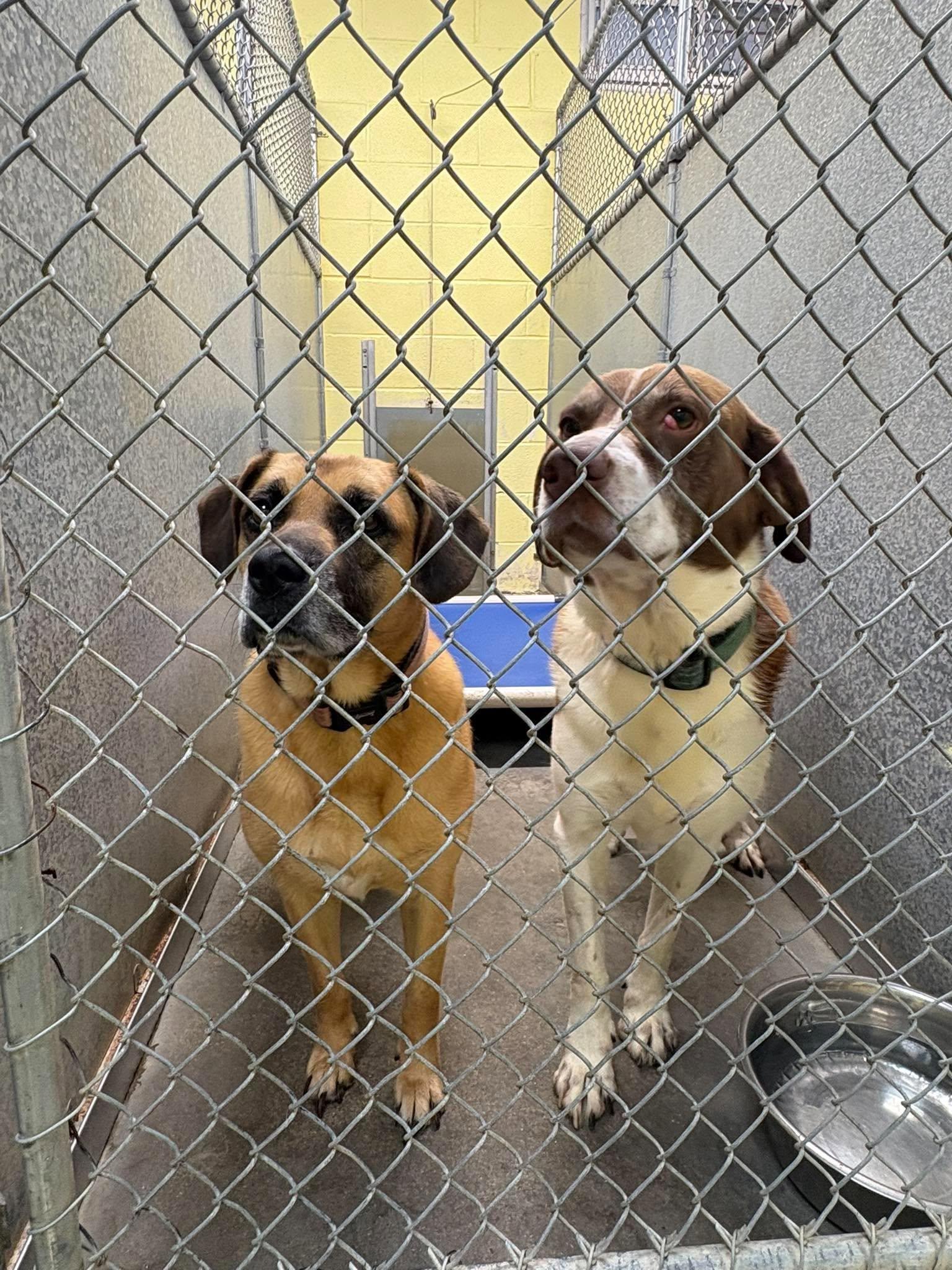 Cooper (and Zeara), Adoptable, Adult Male Labrador Retriever & Beagle.
