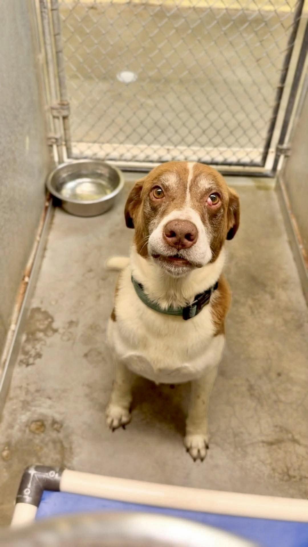 Enlarge Cooper (and Zeara), a Adoptable mixed breed in Crystal, MN image 2/2