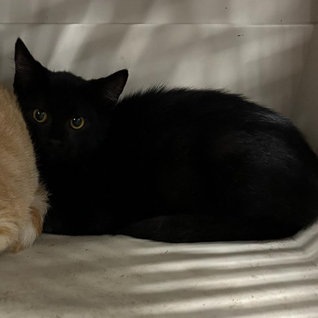 ACON-Stray-11036_2, Adoptable, Young Female Domestic Short Hair.