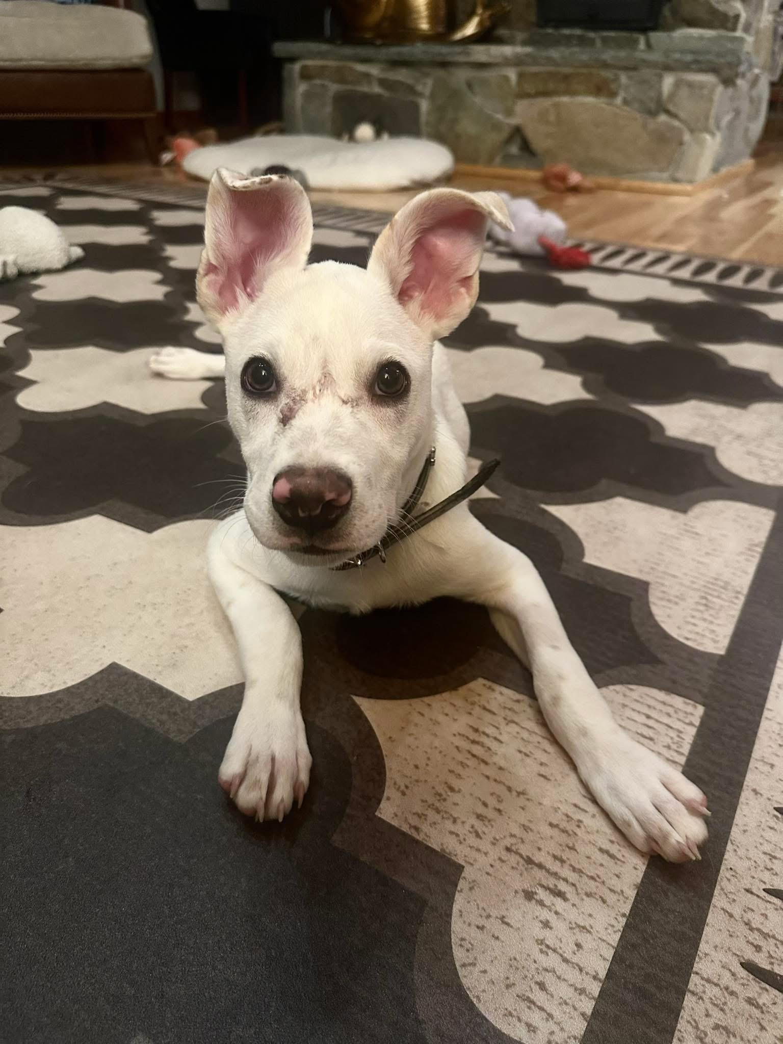 Cassidy, Adoptable, Puppy Male Australian Cattle Dog / Blue Heeler & Hound.