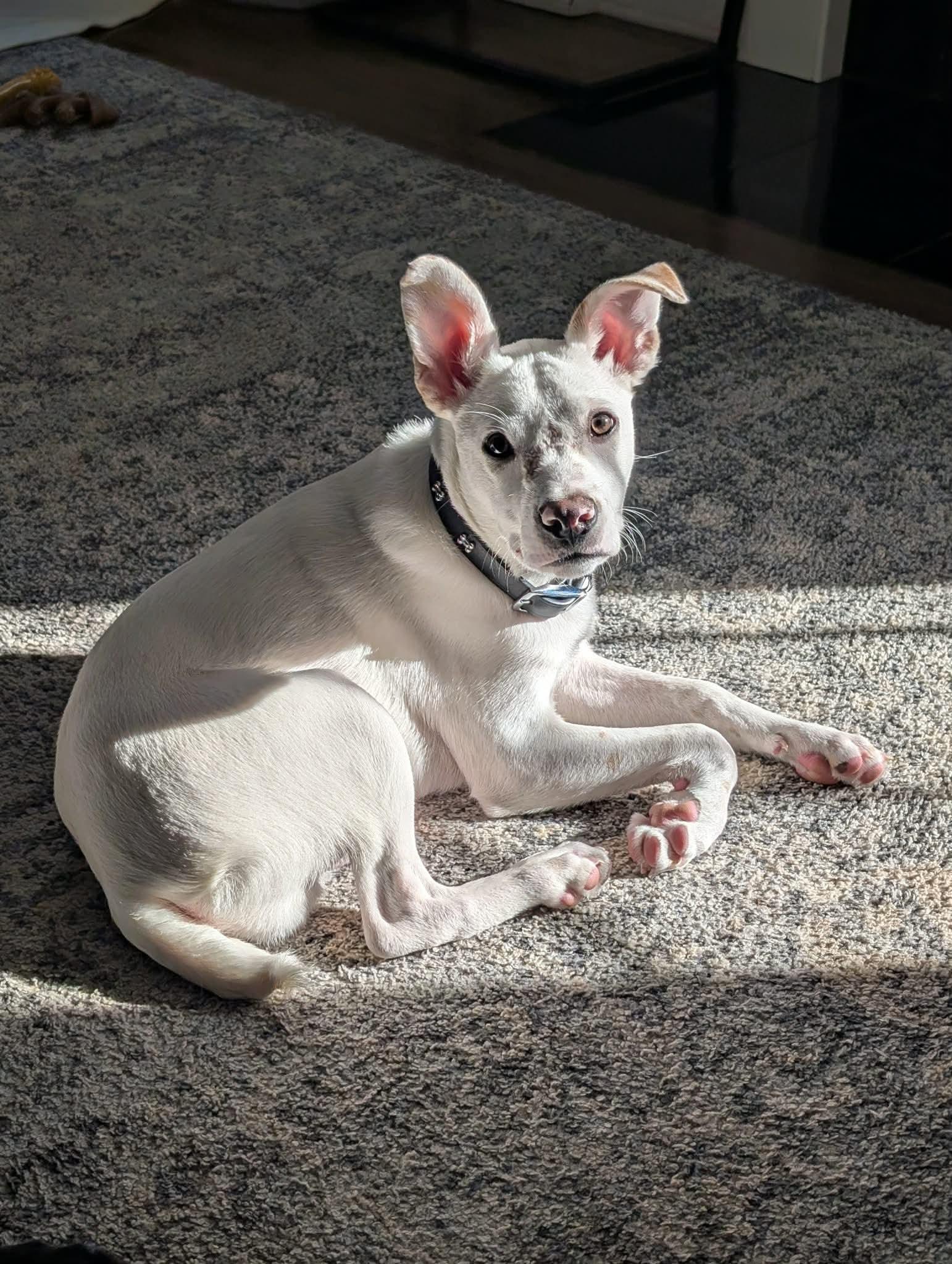 Enlarge Cassidy, an adopted mixed breed in Argyle, NY image 2/6