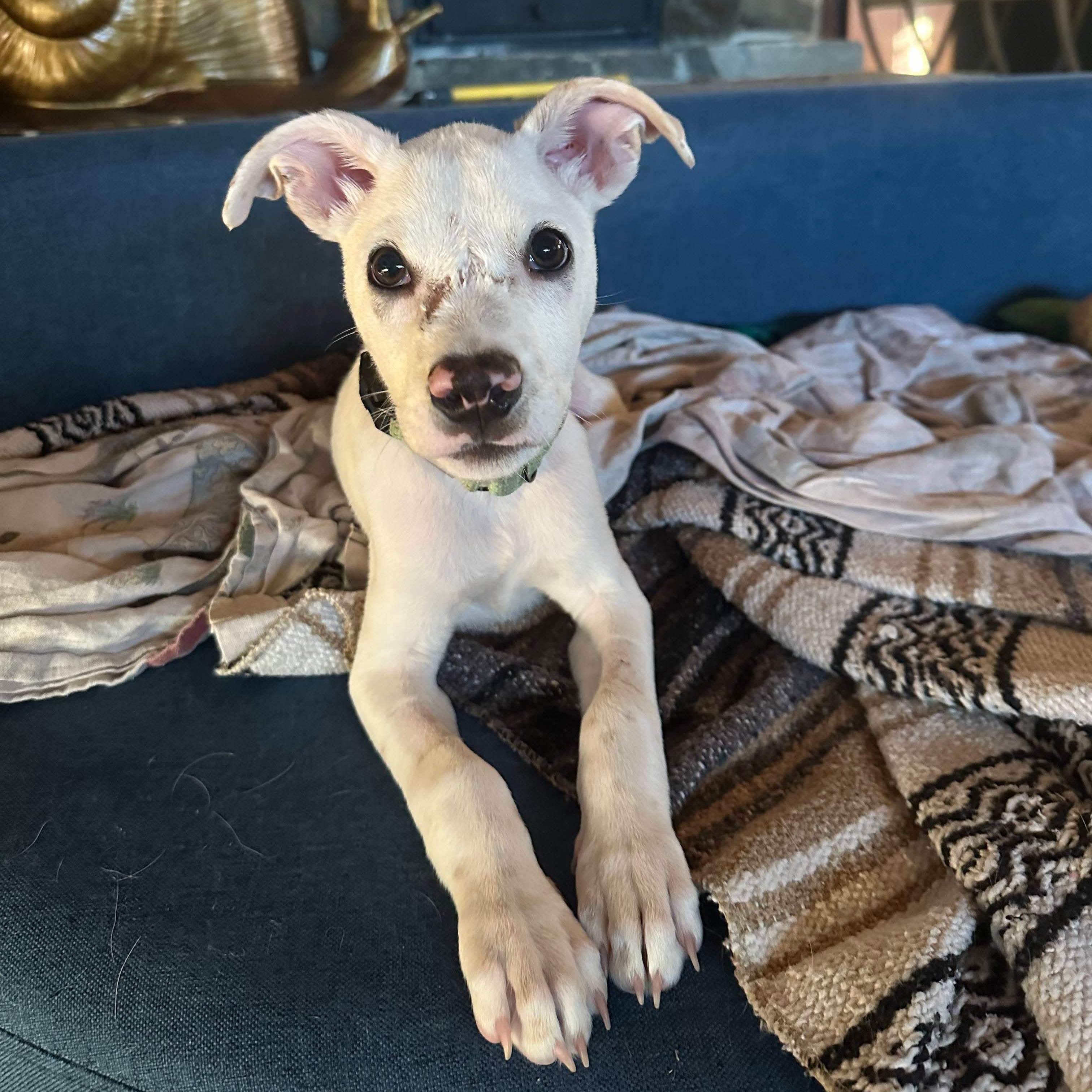 Enlarge Cassidy, an adopted mixed breed in Argyle, NY image 3/6