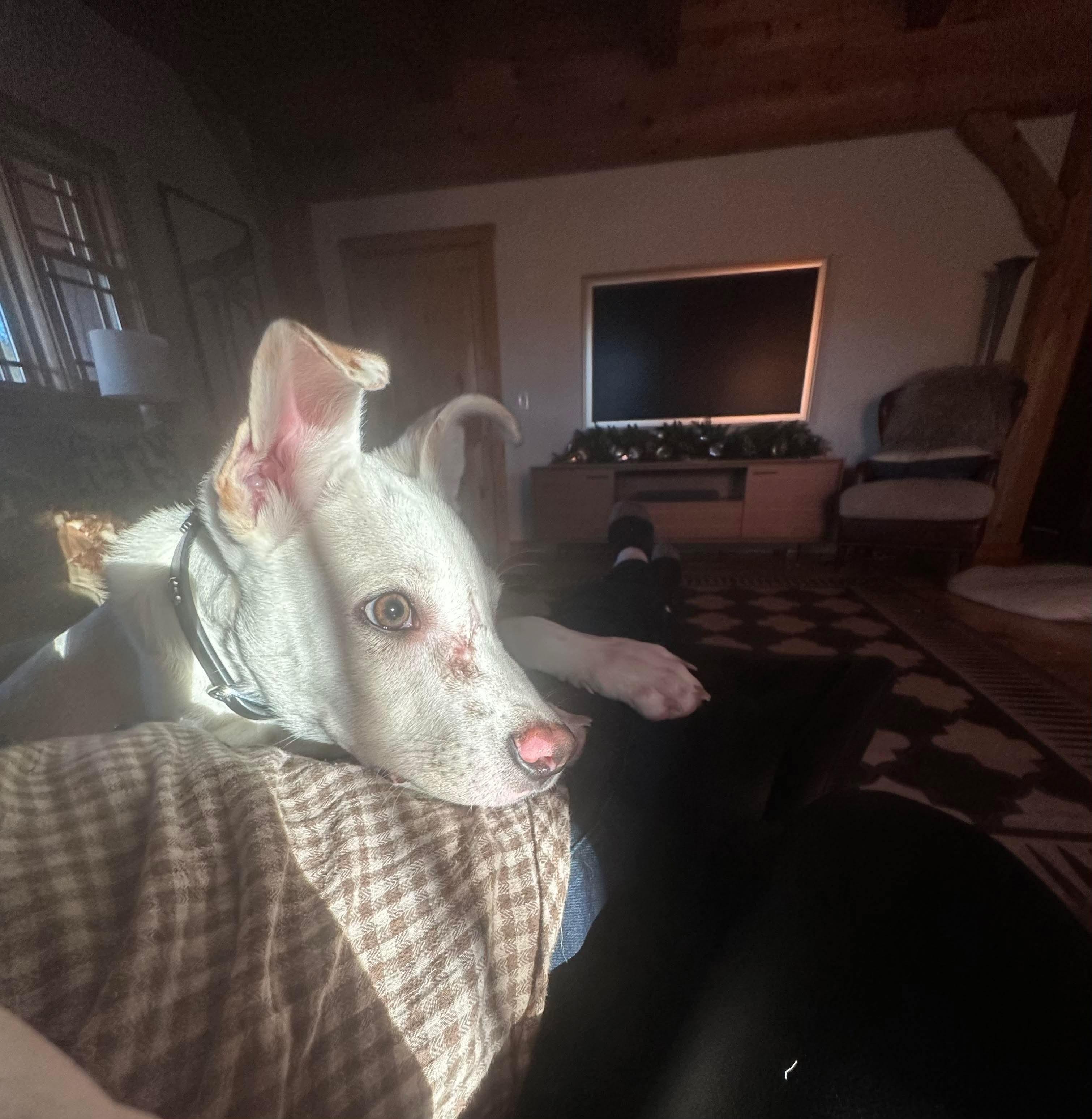 Enlarge Cassidy, an adopted mixed breed in Argyle, NY image 4/6