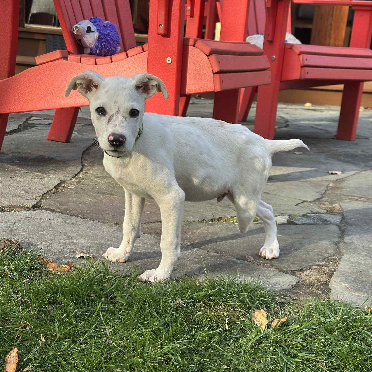 Enlarge Cassidy, an adopted mixed breed in Argyle, NY image 5/6