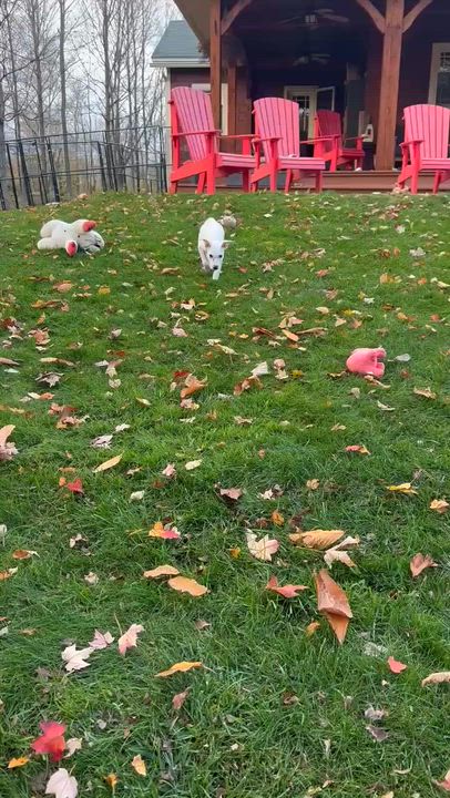 Enlarge Cassidy, an adopted mixed breed in Argyle, NY video 6/6