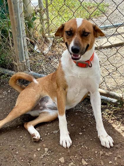 Enlarge Baby Cakes, a Adoptable mixed breed in Yellville, AR image 2/3