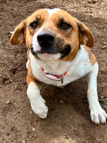 Enlarge Baby Cakes, a Adoptable mixed breed in Yellville, AR image 3/3