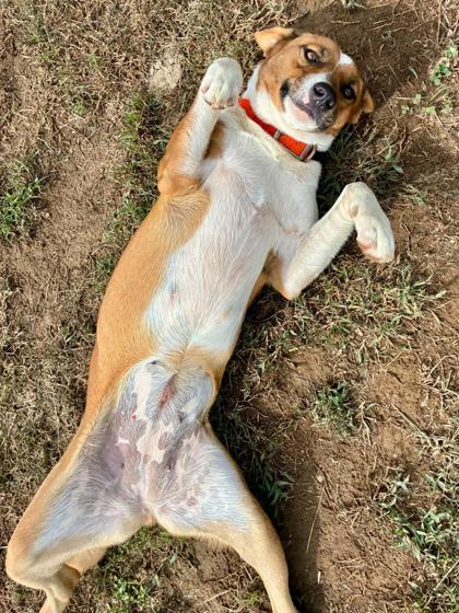 Enlarge Baby Cakes, a Adoptable mixed breed in Yellville, AR image 1/3