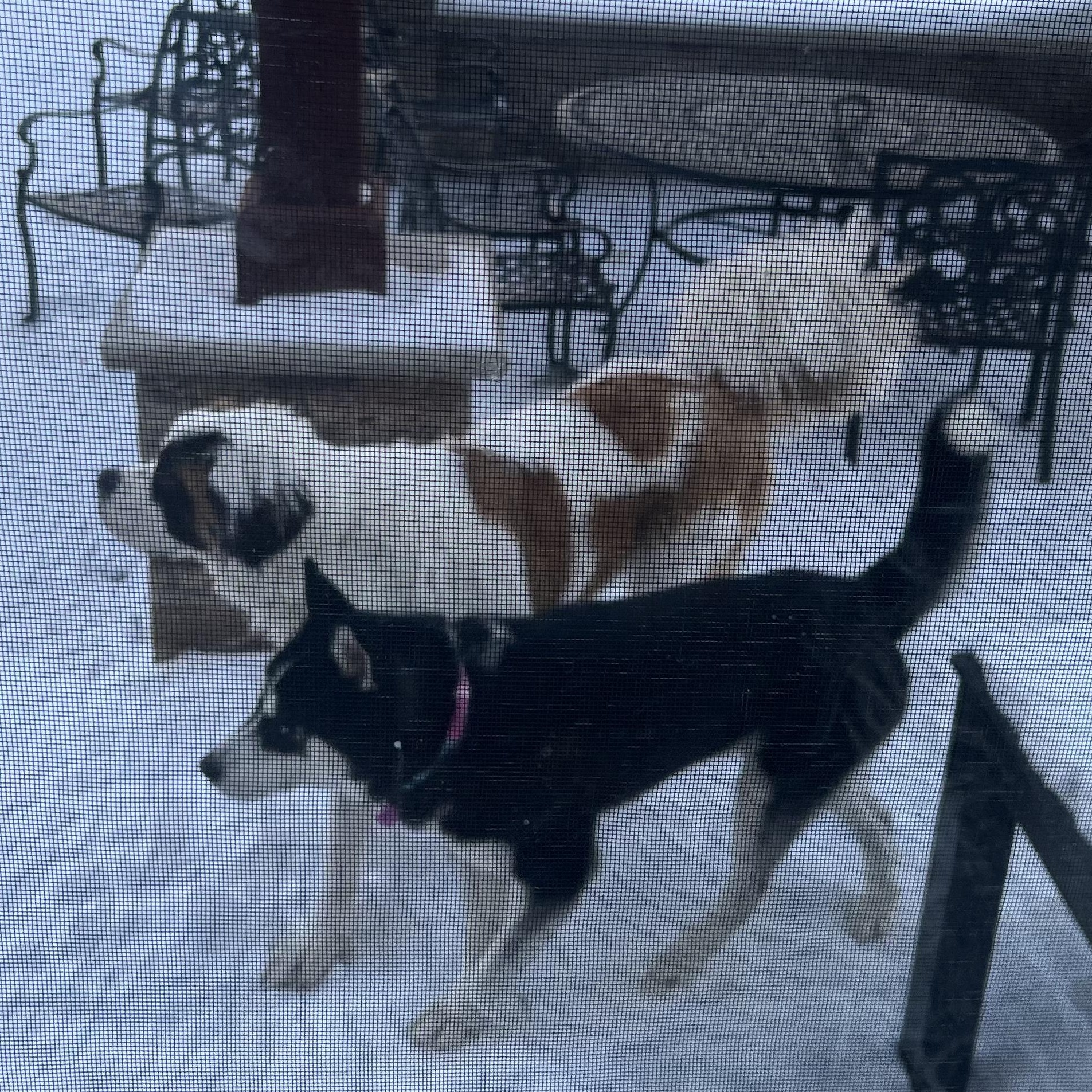 Enlarge Koda, a Adoptable Husky in Miamitown, OH image 3/3