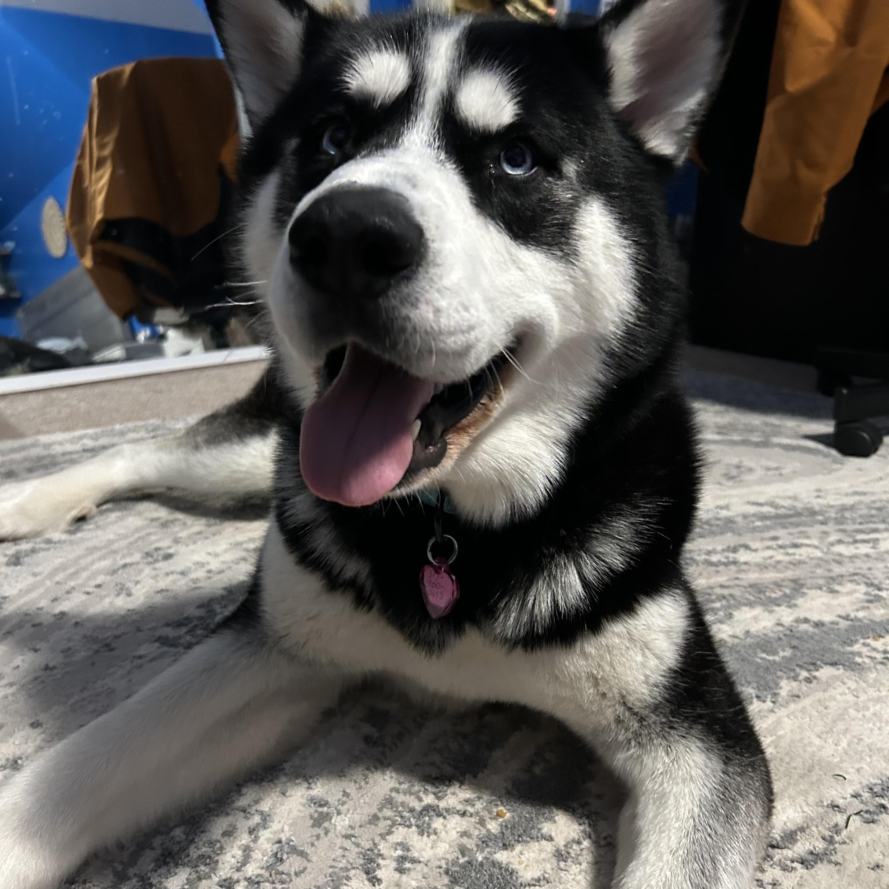 Enlarge Koda, a Adoptable Husky in Miamitown, OH image 1/3