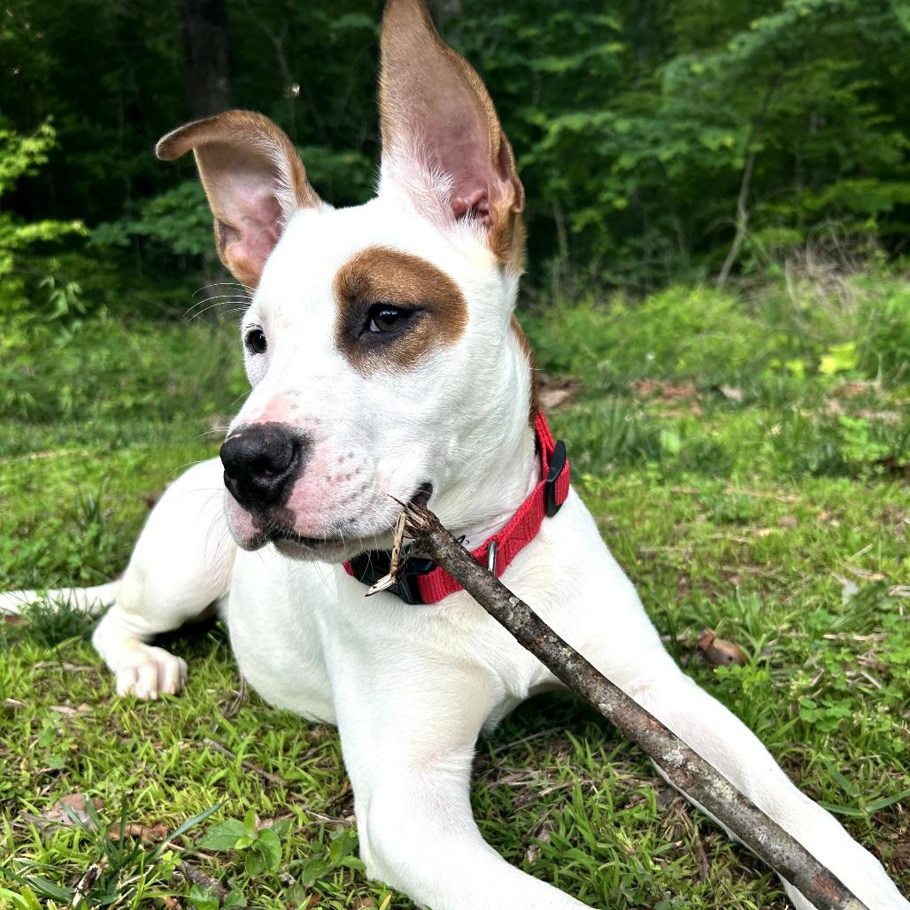 Tyson, a Adoptable mixed breed in Bessemer, AL image 2/6