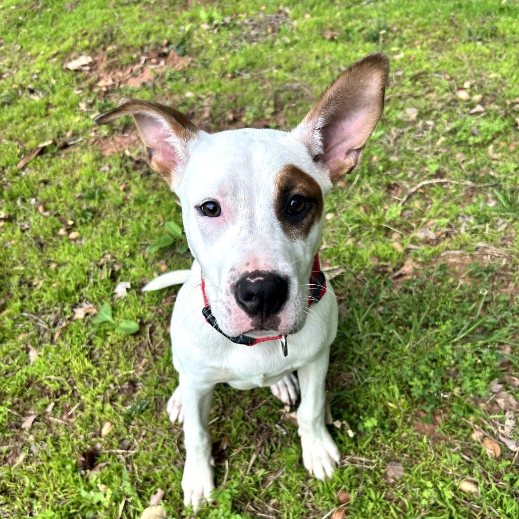 Tyson, a Adoptable mixed breed in Bessemer, AL image 3/6