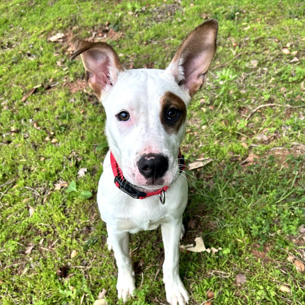 Tyson, a Adoptable mixed breed in Bessemer, AL image 4/6