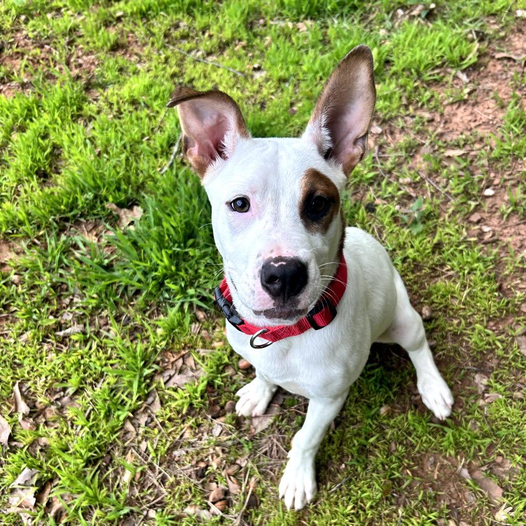 Tyson, a Adoptable mixed breed in Bessemer, AL image 5/6