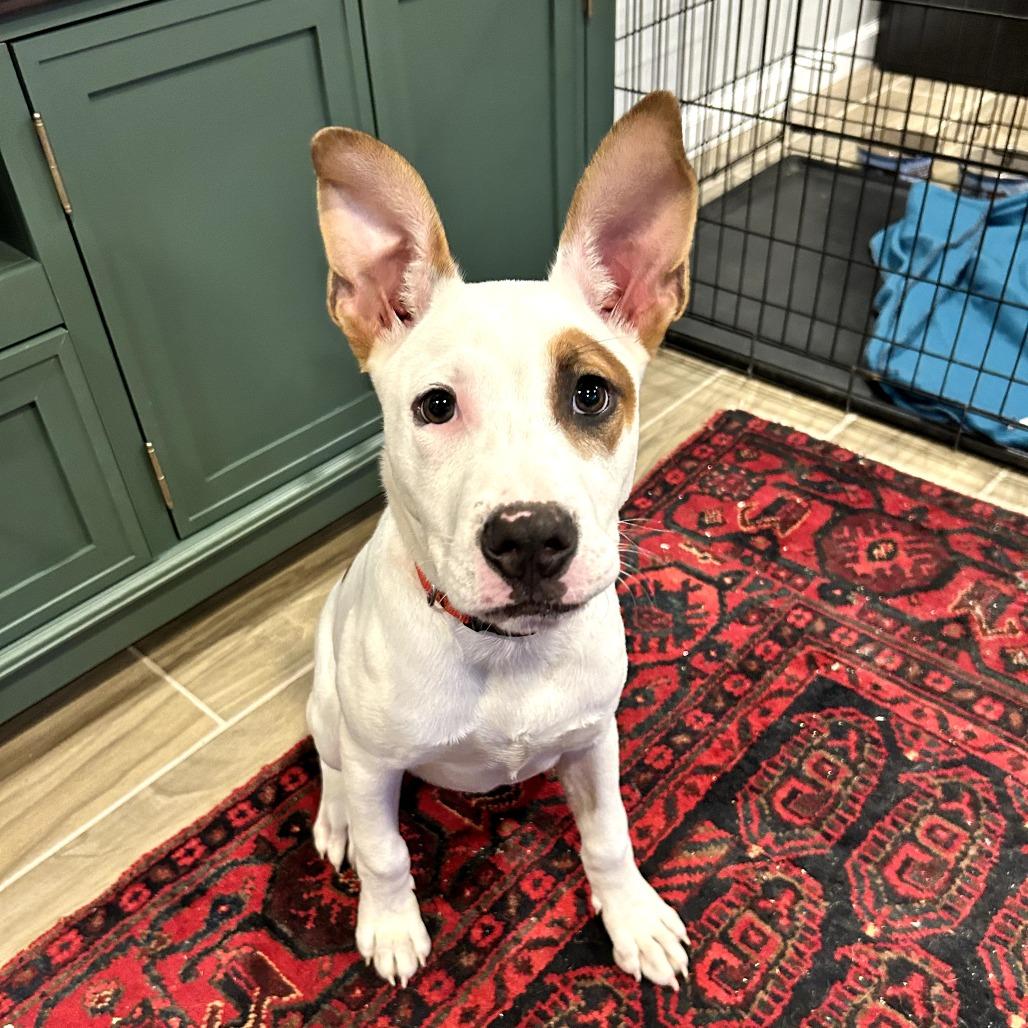 Tyson, a Adoptable mixed breed in Bessemer, AL image 6/6