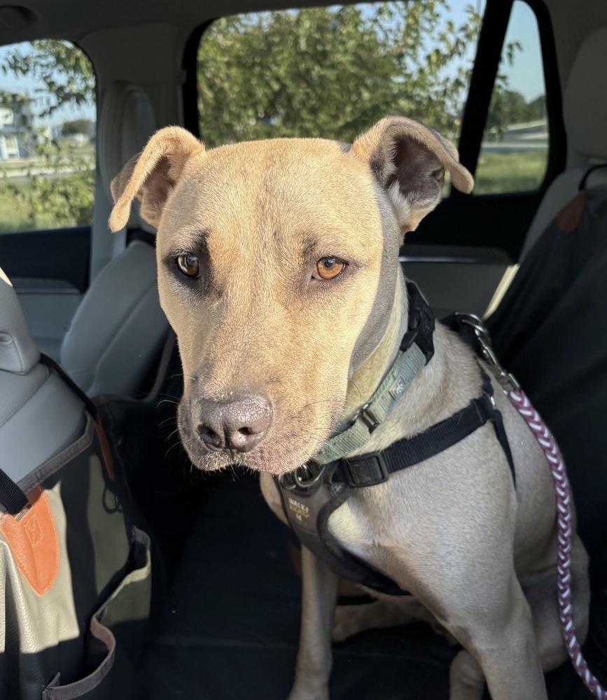 Haywood, Adoptable, Adult Male Pit Bull Terrier.
