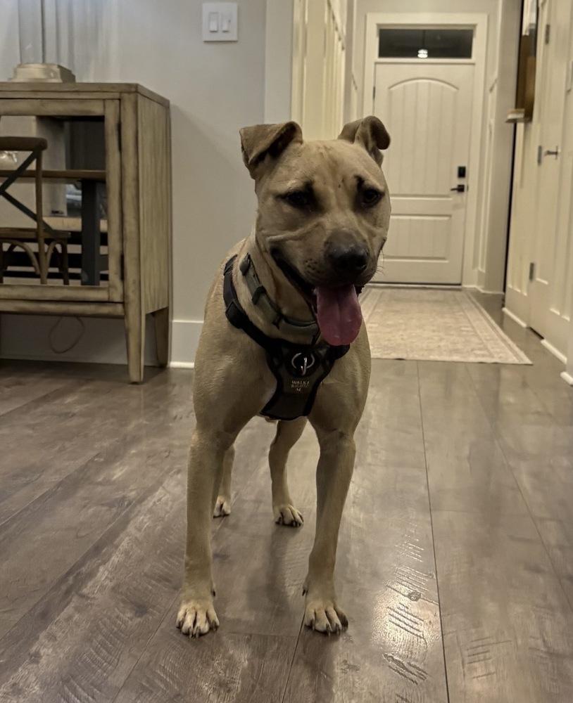 Enlarge Haywood, a Adoptable mixed breed in Boston, MA image 2/6