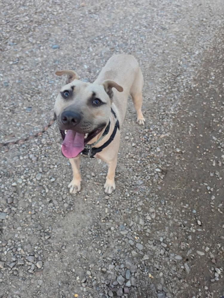 Enlarge Haywood, a Adoptable mixed breed in Boston, MA image 3/6