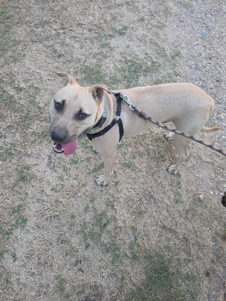 Enlarge Haywood, a Adoptable mixed breed in Boston, MA image 4/6